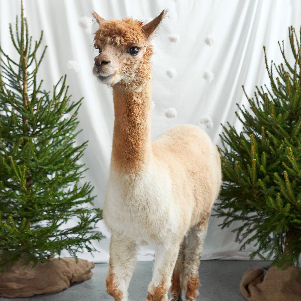 Alpaca standing between small spruce trees